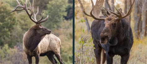 Elk Vs Moose Comparison What Are The Differences World Deer