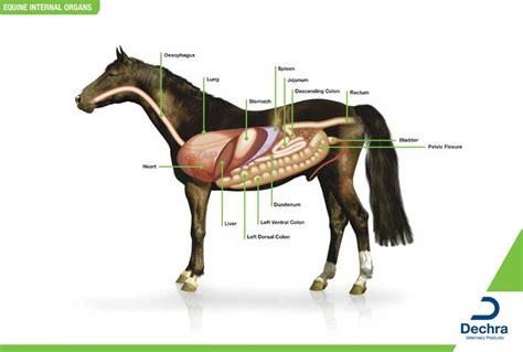 Downloads Anatomy Charts Dechra Veterinary Products Horse Anatomy