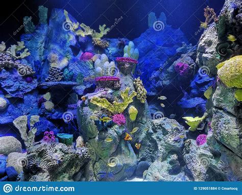 Colorful And Exotic Aquarium Stock Photo Image Of Parque Fishes