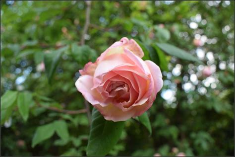 Nel negozio online trovi bouquet di fiori freschi, mazzi di fiori, composizioni. Rose semplici | Giardinaggio e Rose