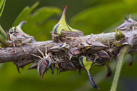 Long Twig Like Bug