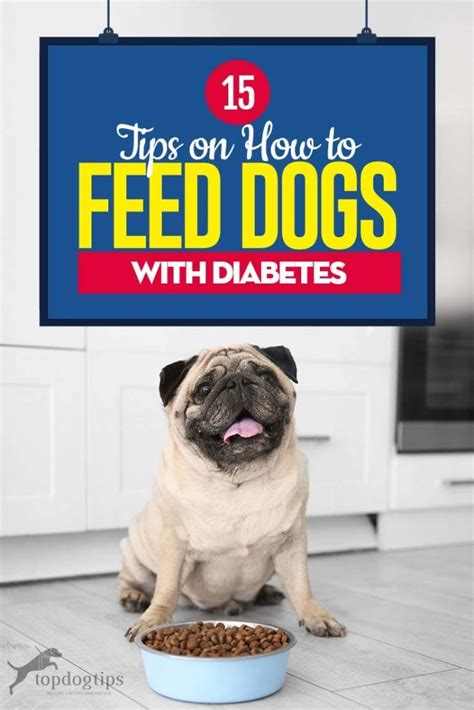 Controlled diet for dog diabetes. 15 Tips on Diabetic Dog Food and How to Feed Dogs with ...