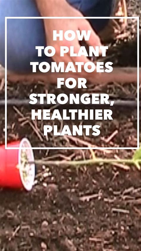 Use This Tip If You Want To Grow Stronger And Healthier Tomato Plants