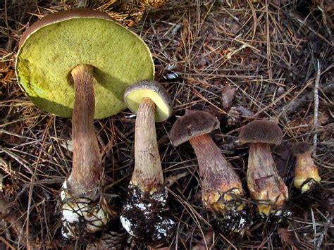 California Fungi Boletus Mirabilis