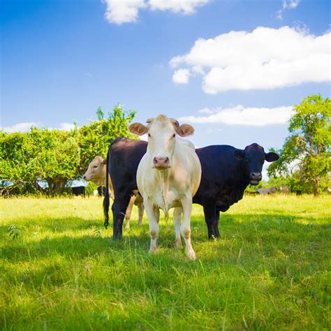 Managing External Parasites On Your Livestock Sanot