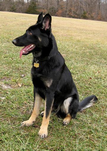 German shepherd price ranges from a few hundred dollars into the thousands. Bi Colors - German Shepherd Dog Forums | Black german ...