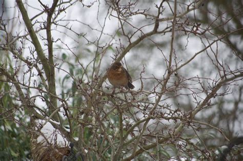 Identify Please Identify This Wildlife The Rspb Community