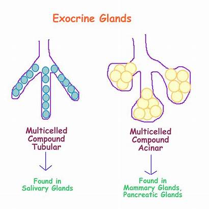 Exocrine Glands System Duct Tissues Drawing Tissue