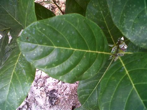 Gambar Sahabat Alam Daun Lengkap Tidak Nangka Artocarpus Integra Gambar