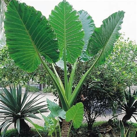 Elephant ear bulbs are among the most eye catching of the bulbs available for purchase. Upright Elephant Ears Bulbs - Jumbo | Spring Flower Bulbs ...