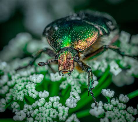 Close Up Photo Of Green Beetle · Free Stock Photo