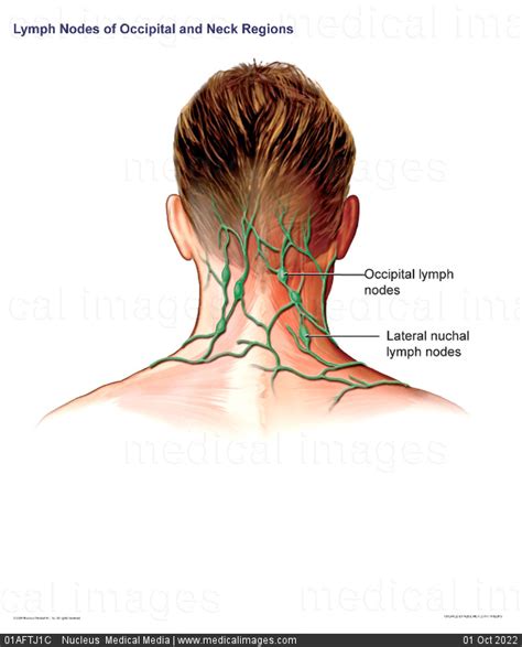 Stock Image Illustration Of The Lymph Nodes In The Occipital Region