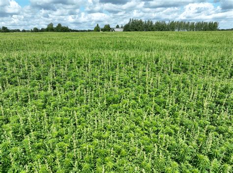 Estonia The 2nd Biggest Hemp Grower In Europe Nordic Hemp