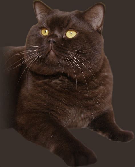 Pin Op British Shorthair Cats And Kittens