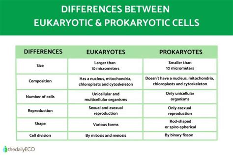 The Difference Between Eukaryotic And Prokaryotic Cells Explanation
