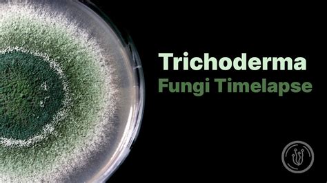 Trichoderma Mold Fungi Timelapse Youtube