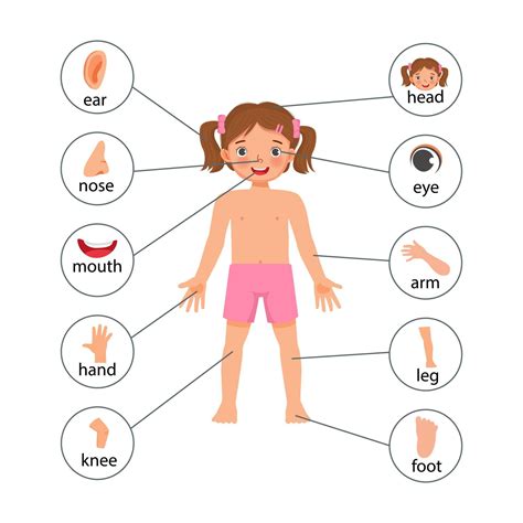 Cartel De Ilustración De Niña Pequeña De Partes Del Cuerpo Humano Con