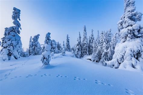 Winter Finland Snow Trees Nature Wallpapers Hd Desktop And Mobile