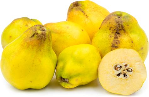 Quince Information Recipes And Facts