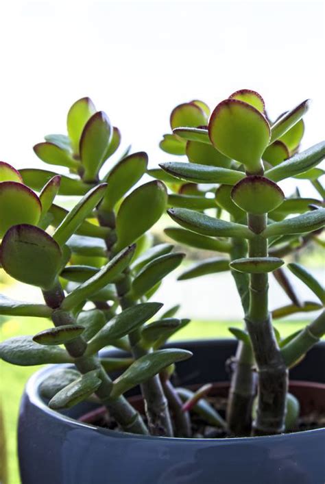 Gloria Heptinstall Blog Succulent With Purple Flowers On Long Stems