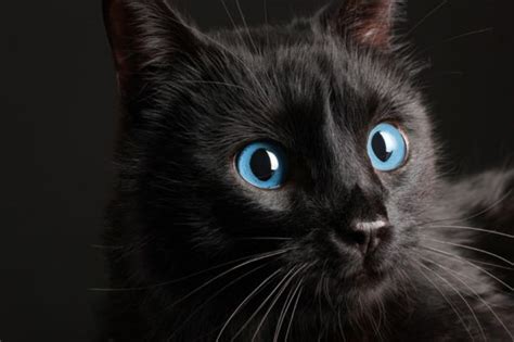 35 Best Photos Ojos Azules Cat Personality 10 Black Cat Breeds The