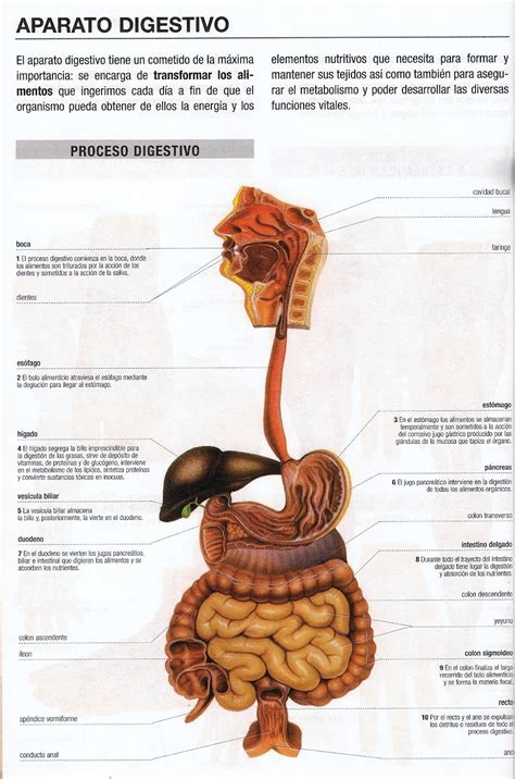 Proceso Del Sistema Digestivo Imagui