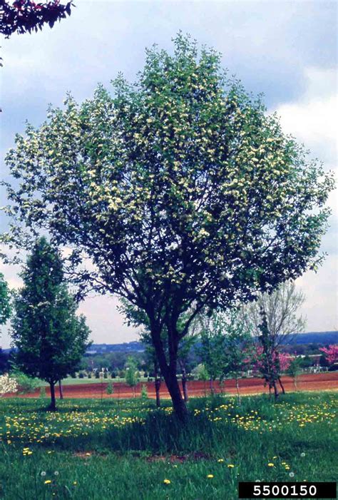 Arkansas Tree Database Glossy Hawthorn