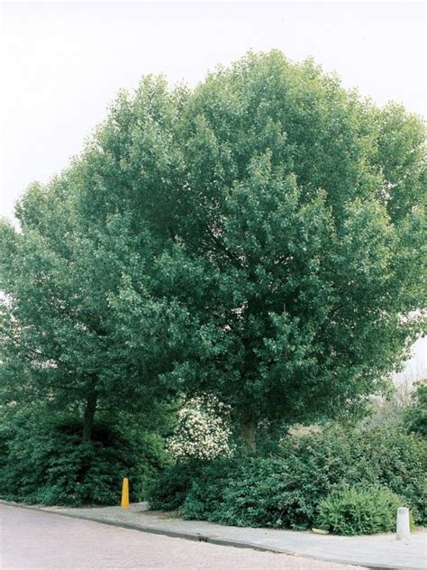 populus nigra brandaris europese zwarte populier cv van den berk boomkwekerijen