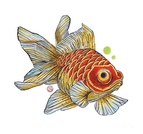 Goldfish Art Fish Art Fish Drawings