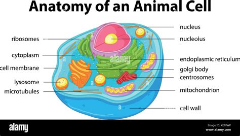 Diagramma Che Mostra Anatomia Della Cellula Animale Illustrazione