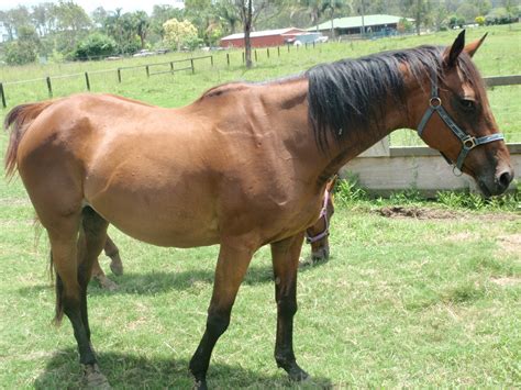 During the last seven years, she's found good homes for 313 horses, and at any given time there are up to 75 unadoptable. Save a Horse Australia Horse Rescue and Sanctuary: June is ...