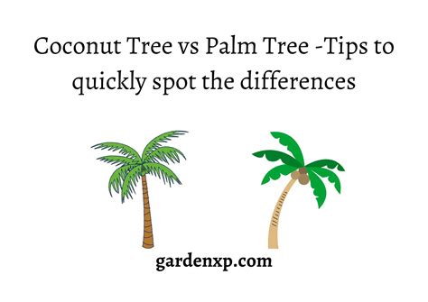 Coconut Tree Vs Palm Tree Tips To Quickly Spot The Differences