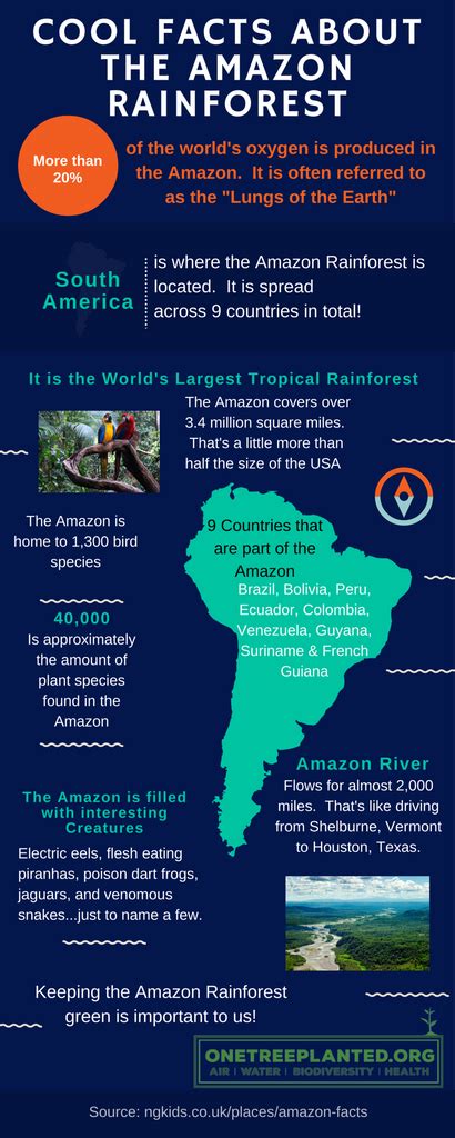 15 Fascinating Facts About The Amazon Rainforest