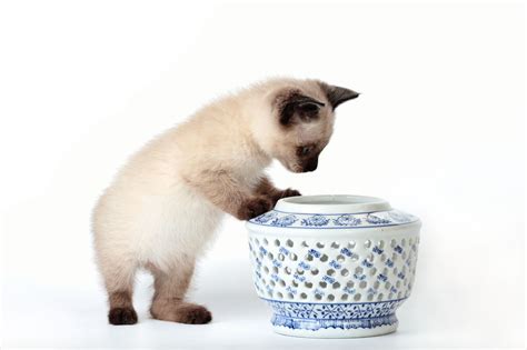 Check Out The Distinct Personality Of The Snowshoe Siamese Cat