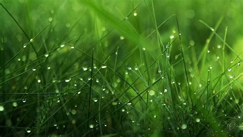 Dew On Grass Green Grass Fresh Rain Drops Summer Morning Dew