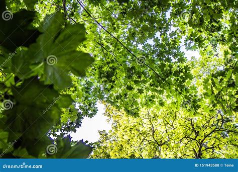 Trees Seen Upwards Stock Photo Image Of Upward Aesculus 151943588