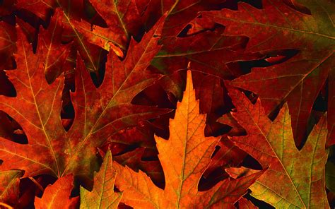 Download Autumn Leaves Background