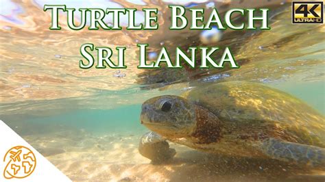 Sea Turtle Beach Hikkaduwa Beach Sri Lanka Swimming With Turtles Youtube