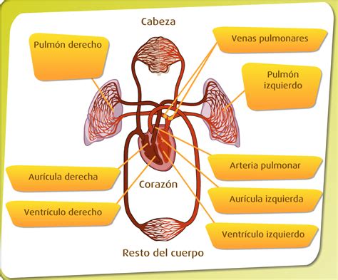 Sistema Circulatorio Sistema Circulatorio Cuerpo Porn Sex Picture