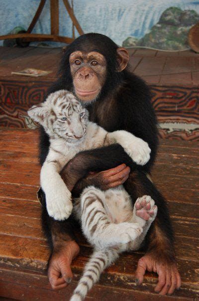 A 7 Heart Melting Animal Odd Couples