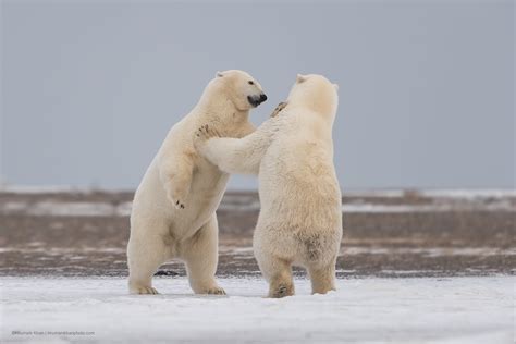 Polar Dance Polar Bears Sparing On A Cold Windy Day In The Flickr