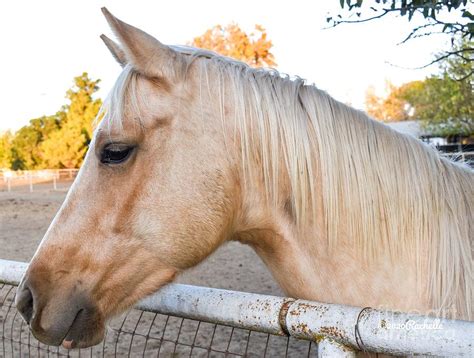 Platinum Blonde Horse Photograph By Rachelle Celebrity Artist