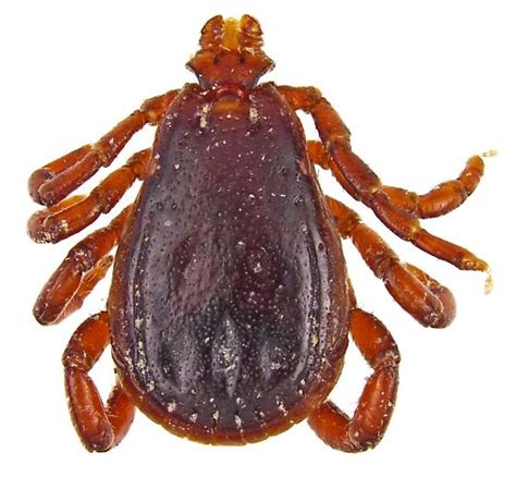 Brown Dog Tick Rhipicephalus Sanguineus Bugguidenet