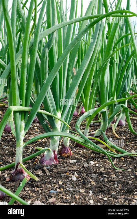 Allium Cepa Hi Res Stock Photography And Images Alamy