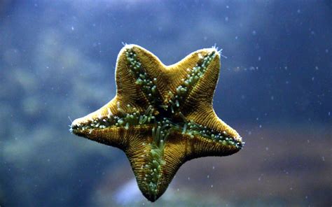 Starfish For Your Salt Water Aquarium Lizardz