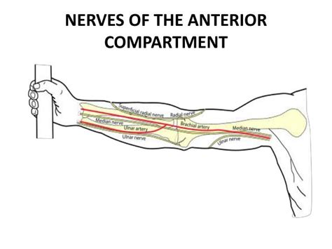 Ppt Anterior Compartment Of Arm And Cubital Fossa Powerpoint