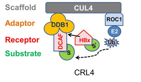 Cullin 4 Ring Ubiquitin Ligase Complex Crl4 The Crl4 Complex Has A
