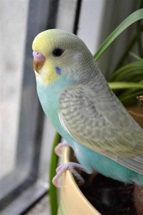 Pretty Little Parakeet Best Pet Birds Pet Birds Budgies