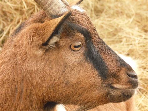 Brown Goat Animal · Free Photo On Pixabay