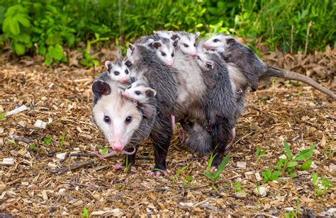 Possum With Rabies